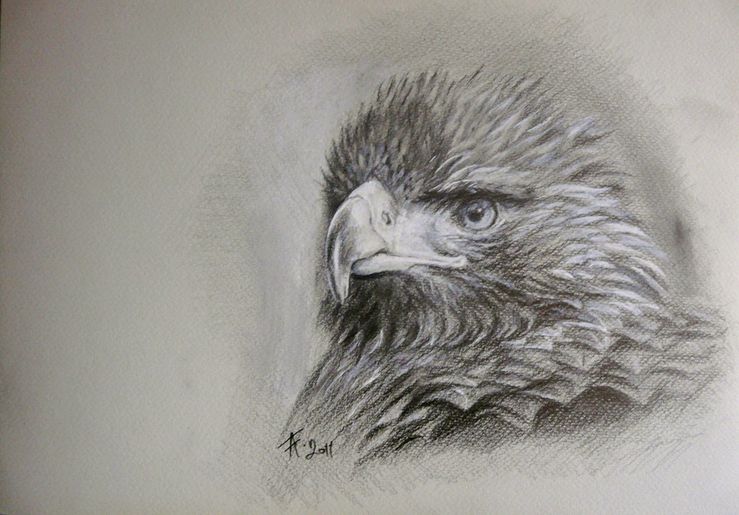 Eagle portrait